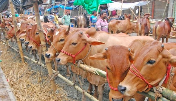 চাহিদার চেয়ে পশুর সংখ্যা বেশি: কোরবানির পশু উৎপাদনে স্বনির্ভর ফেনী